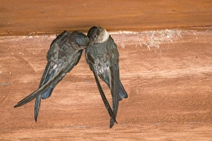 Philippines Prints: Glossy Swiftlet (Collocalia esculenta) adult pair