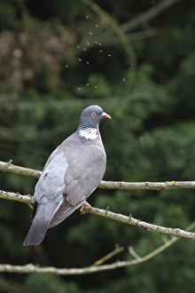 Pigeon Prints: Gnats hover above a Wood Pigeon