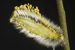 Willow Prints: Goat or pussy willow, Salix caprea, section through a male catkin showing its structure
