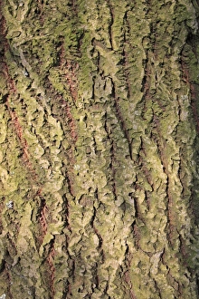 Willow Prints: Goat Willow (Salix caprea) close-up of bark