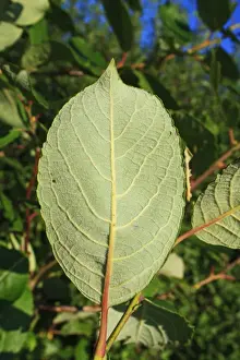 Willow Prints: Goat Willow (Salix caprea) close-up of leaf underside