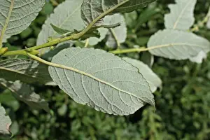 Willow Prints: Goat Willow (Salix caprea) close-up of leaves underside