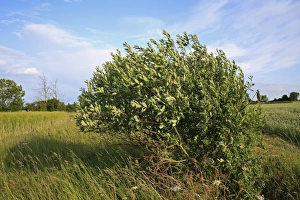 Willow Prints: Goat Willow (Salix caprea) habit