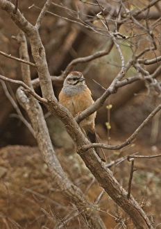 Bunting Prints: Godlewski's Bunting (Emberiza godlewskii) adult