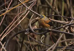 Fringillidae Prints: Gold-naped Finch (Pyrrhoplectes epauletta) adult female
