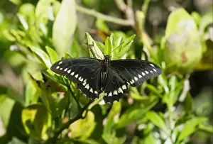 Sunning Prints: Gold Rim Swallowtail (Battus polydamas jamaicensis) adult