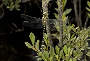 Odonata Prints: Gold-ringed Dragonfly (Cordulegaster boltonii) adult male