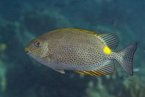 Golden Prints: Gold-saddle Rabbitfish (Siganus guttatus) adult