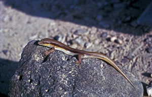 Lizards Prints: Gold Skink (Eumeces schneideri princeps) Jordan