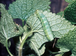 Caterpillar Prints: Gold Spangle (Autographa bractea) larva