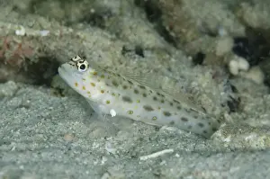 Gold-speckled Shrimpgoby (Ctenogobiops pomastictus) adult, at burrow entrance in sand, Kelor Island