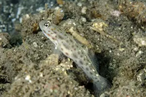 Gobies Prints: Gold-speckled Shrimpgoby (Ctenogobiops pomastictus) adult