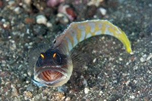 Seraya Prints: Gold-specs Jawfish (Opistognathus randalli) adult