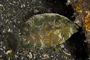 Indopacific Prints: Gold-spotted Rabbitfish (Siganus punctatus) adult