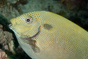 Sipadan Prints: Gold-spotted Rabbitfish (Siganus punctatus) adult