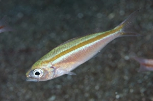 Strait Prints: Goldband Fusilier (Pterocaesio chrysozona) adult