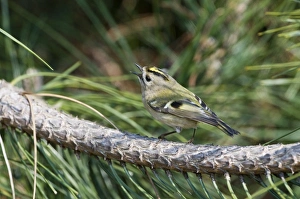 Goldcrest Prints: Goldcrest (Regulus regulus) adult, singing, perched on pine twig, Suffolk, England, april