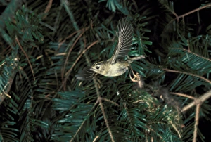 Goldcrest Prints: Goldcrest (Regulus regulus) adult, in flight, leaving nest, England