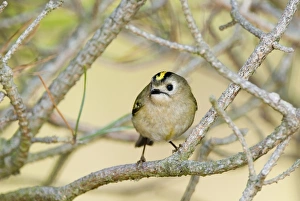Goldcrest (Regulus regulus) adult, perched on pine twig, Suffolk, England, april