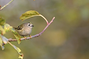 Goldcrest Prints: Goldcrest (Regulus regulus) adult