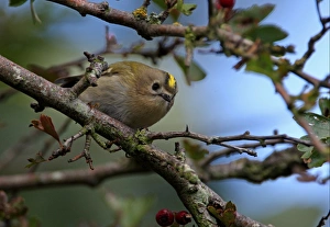 Goldcrest (Regulus regulus) adult female, perched on twig in hawthorn tree, Norfolk, England, october