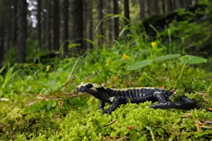 Golden Prints: Golden Alpine Salamander (Salamandra atra aurorae) adult