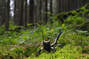 Golden Alpine Salamander (Salamandra atra aurorae) adult, in montane woodland habitat, Venetian Prealps, Italian Alps, Italy, june