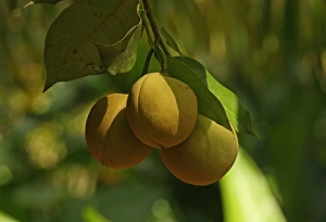 Lesser Antilles Prints: Golden Apple (Spondias dulcis) close-up of fruit