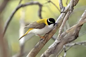 Honeyeaters Prints: Golden-backed Honeyeater (Melithreptus gularis laetior) adult