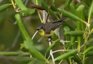 Golden-bellied Gerygone (Gerygone sulphurea) adult, perched in mangrove, Thailand, february