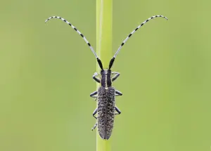 Longhorns Prints: Golden-bloomed Grey Longhorn Beetle (Agapanthia villosoviridescens) adult
