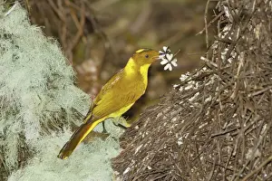 Plateau Prints: Golden Bowerbird (Prionodura newtoniana) adult male