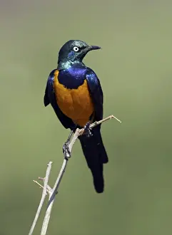 Golden-breasted Starling (Cosmopsarus regius) Adult perched on twig - Samburu, Kenya