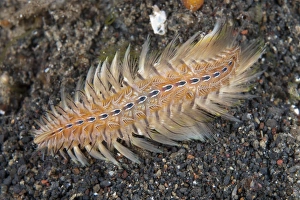Golden Bristle Worm (Chloeia flava) adult, on black sand at night, Jahir, Lembeh Straits, Sulawesi