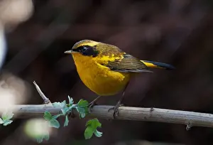 Song Bird Prints: Golden Bush-robin (Tarsiger chrysaeus chrysaeus) adult male