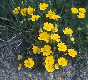 Golden Prints: Golden Cinquefoil
