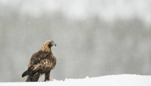 Golden Eagle (Aquila chrysaetos) adult, standing on ridge in snowfall, Northern Finland, March