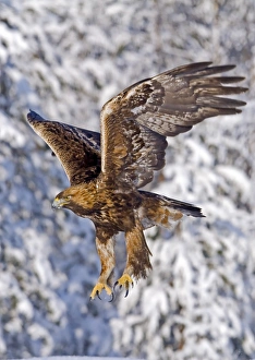 Eagles Prints: Golden Eagle (Aquila chrysaetos) adult