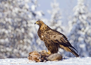 Golden Eagle (Aquila chrysaetos) adult, feeding at Red Fox (Vulpes vulpes) carcass in snow, Finland, february