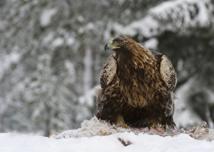 Golden Eagle (Aquila chrysaetos) adult, feeding on carrion in snow, Utajarvi, Oulu Province, Northern Ostrobothnia