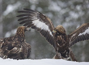 Aggression Prints: Golden Eagle (Aquila chrysaetos) adult and immature