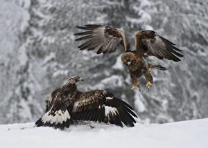 Aggression Prints: Golden Eagle (Aquila chrysaetos) adult and immature