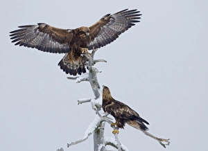 Eagles Prints: Golden Eagle (Aquila chrysaetos) adult pair