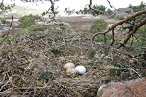 Cairn Gorm Prints: Golden Eagle (Aquila chrysaetos) three eggs