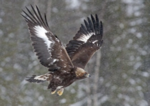Snow Falls Prints: Golden Eagle (Aquila chrysaetos) immature