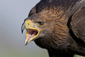 Golden Eagle (Aquila chrysaetos) juvenile, close up of head, calling (captive)