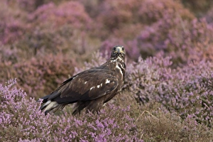 Golden Eagle (Aquila chrysaetos) juvenile, standing amongst flowering heather, September (captive)