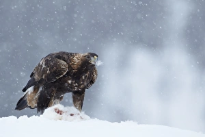Blizzard Prints: Golden Eagle (Aquila chrysaetos) juvenile