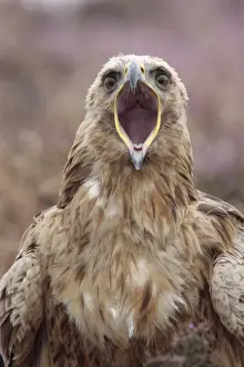 Bill Prints: Golden Eagle (Aquila chrysaetos) x Steppe Eagle (Aquila nipalensis) hybrid