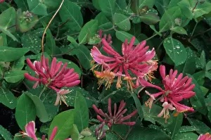 Vine Prints: Golden Flame Honeysuckle (Lonicera x heckrottii) close-up of flowers, in garden, U. S. A